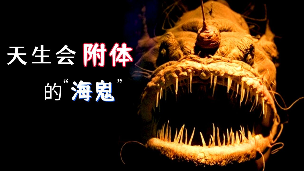 海洋中的丑八怪,为爱献身,直接寄生在老婆身上