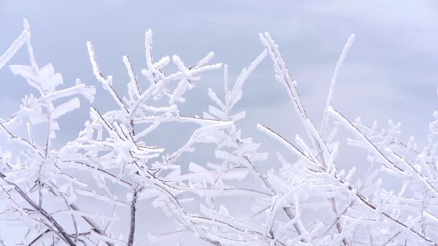 冬天冬季立冬小雪节气雪景树枝上的雪花雾凇美景风景 (1)