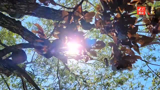 蓝天白云好天气持续在线,枣庄气温重回30℃以上