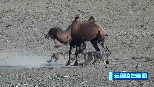 甘肃：幼崽被狼攻击 母骆驼守护4小时