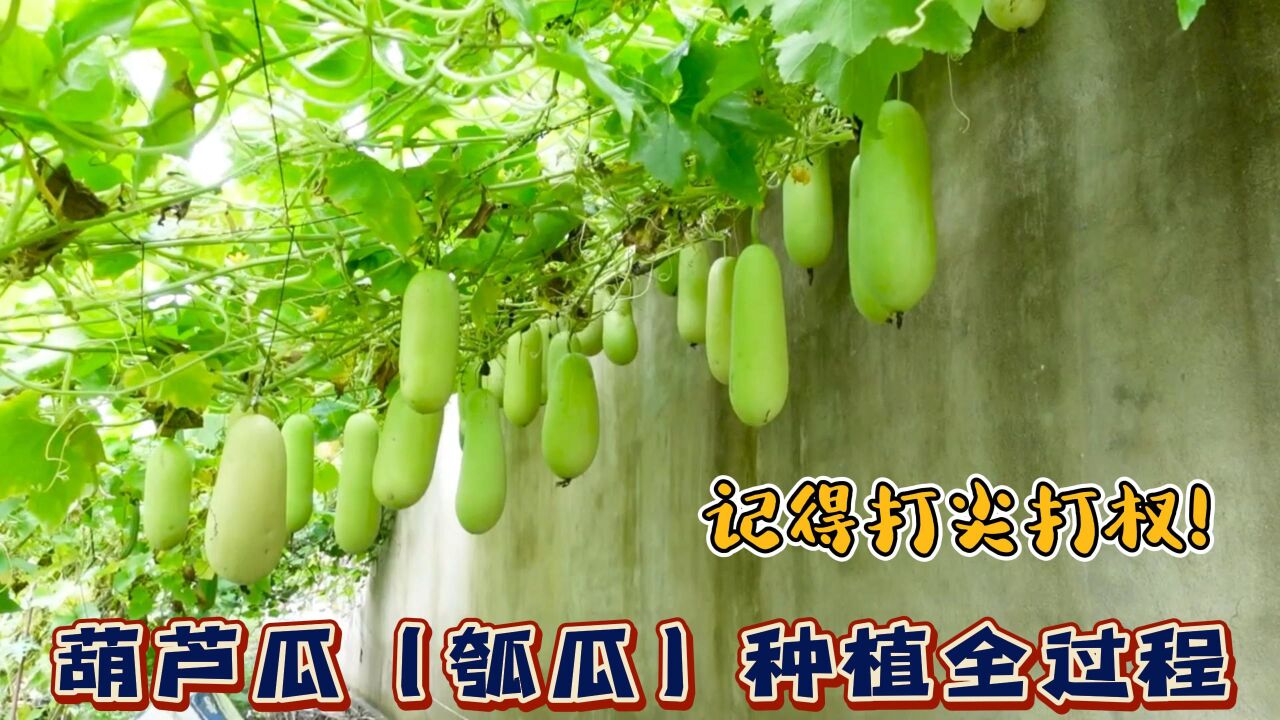 瓠瓜 葫芦科葫芦属草本植物 搜狗百科