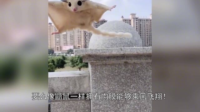 what?快看!天上飘着一条“天堂树蛇”,轻功绝对能独领风骚!