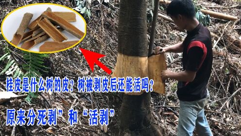 桂皮是什么树的皮?树被剥皮后还能活吗?原来分死剥”和“活剥”_高清1080P在线观看平台_腾讯视频