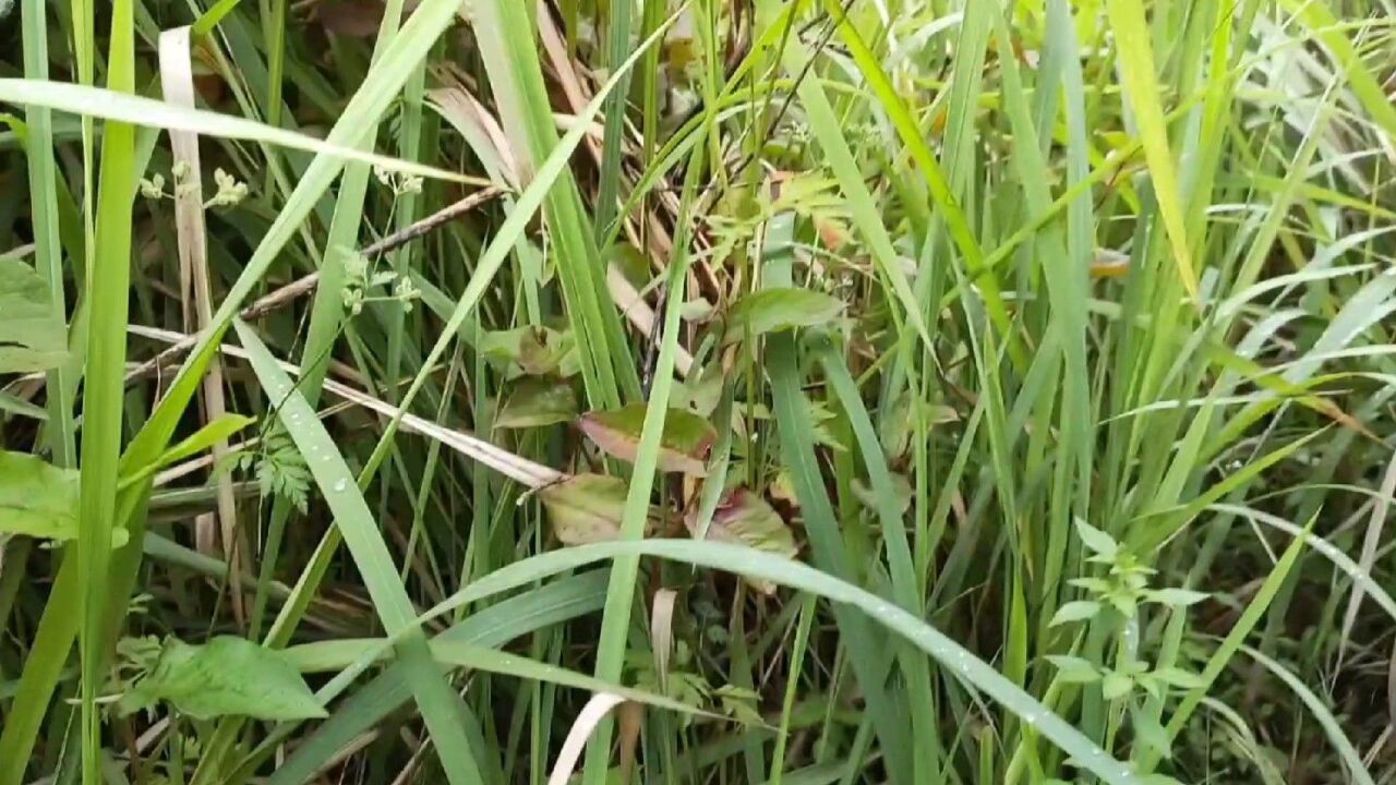 野外雜草絲麻草,根部又叫白茅根,燉鴨子作用大