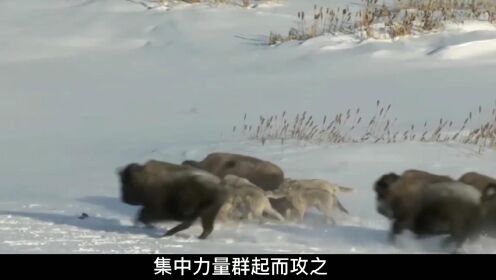 揭秘狼群配合作战策略_高清1080P在线观看平台_腾讯视频
