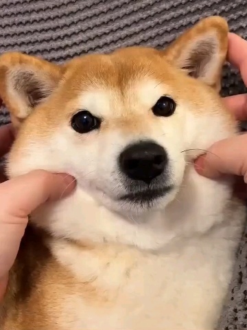 揉狗头