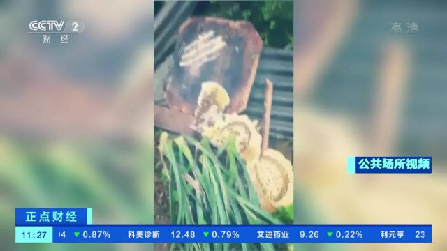 陕西岚皋:馋嘴黑熊连续两天光顾蜂场偷吃