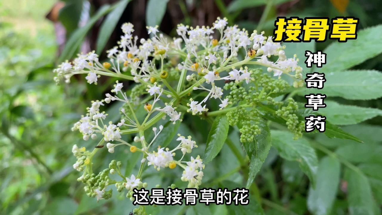 農村這種植物叫