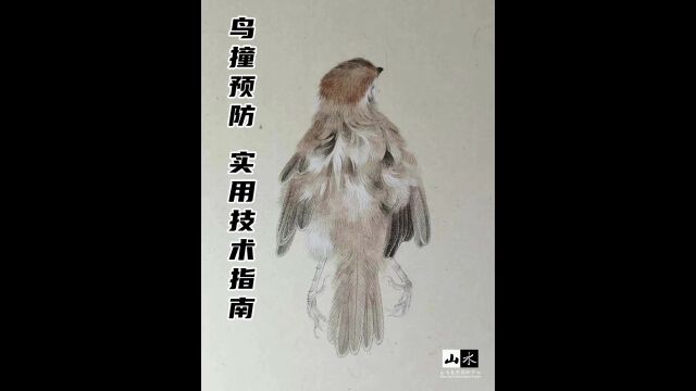 鸟撞预防ⷥ”覊€术指南