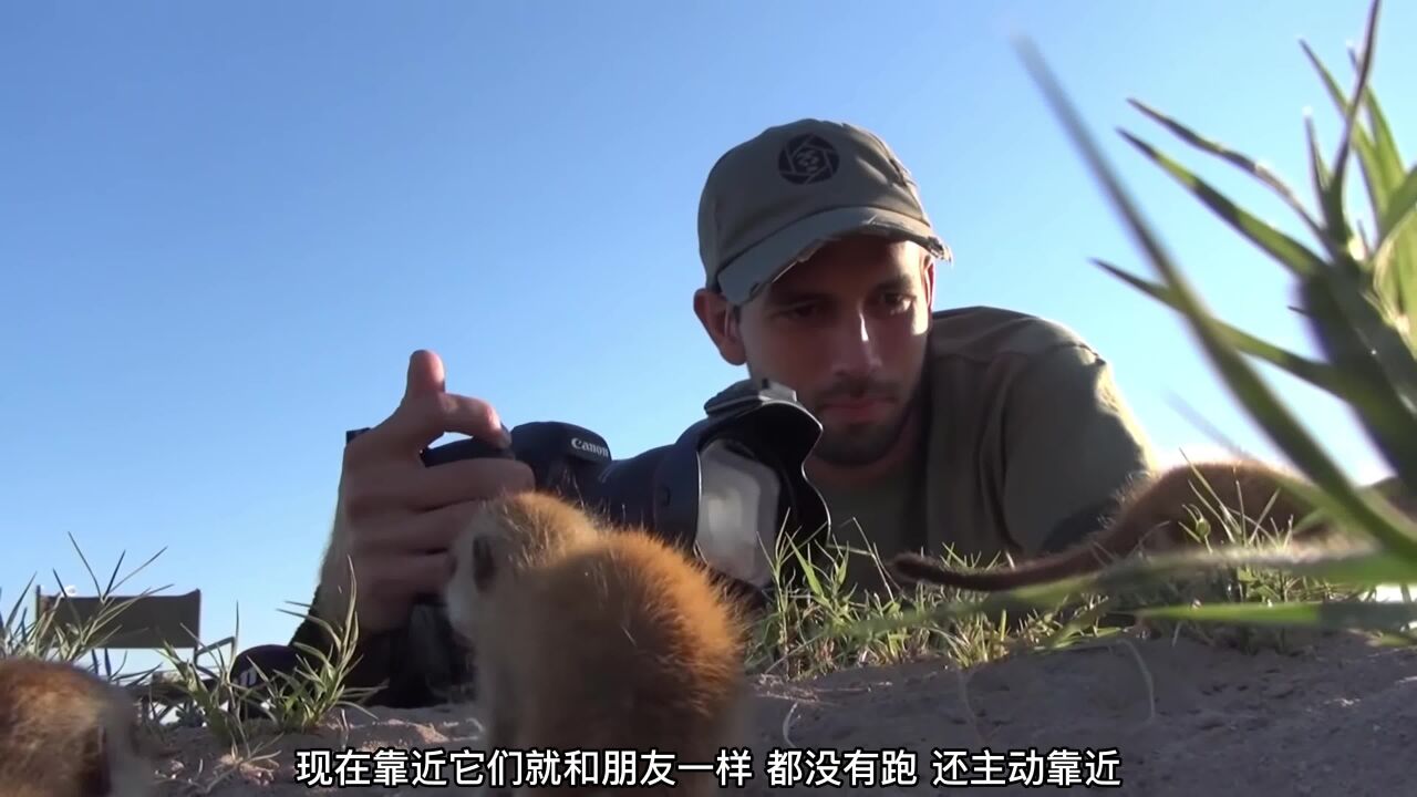 人和野生動物和平相處,可愛的小貓鼬見到攝影師都沒有跑