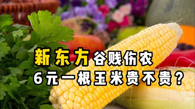 谷贱伤农,6元一根的“新东方玉米”到底贵不贵?农民能赚多少?