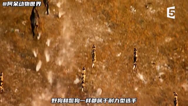 堪比好莱坞大片的狩猎场景,全程无尿点野生动物零距离