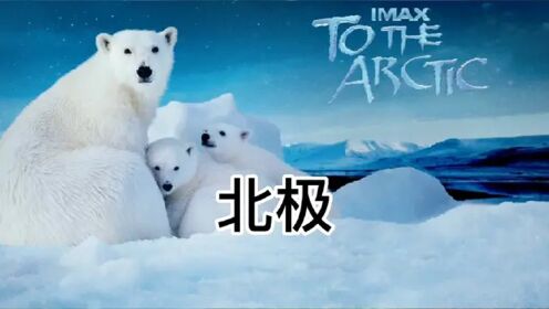 北极故事：北极熊突袭海象群，海象为保护幼崽丧命，小北极熊无奈被母亲驱离