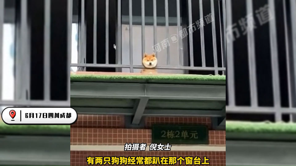 柴犬扶栏杆图片