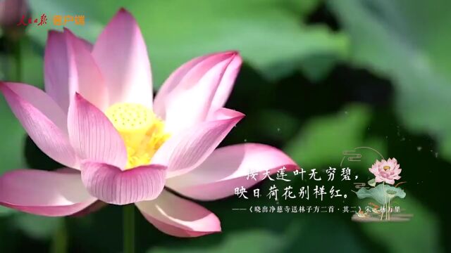 【节气特辑】夏至已至,愿你在诗词中清凉一夏