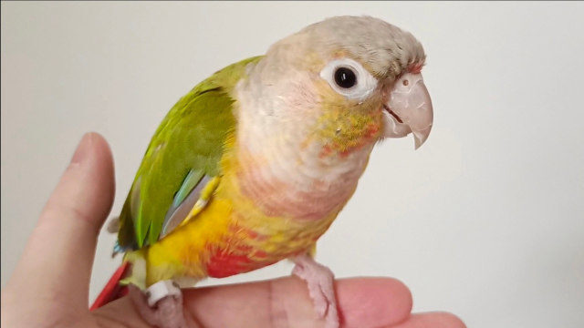 手养的小太阳鹦鹉黏人程度是一流的,特别亲人,真是宠物鸟的首选