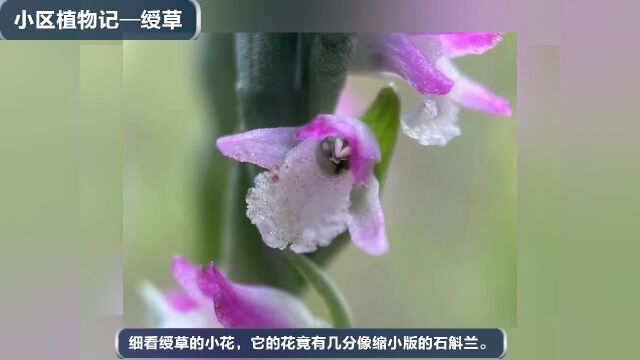 #一分钟科普小视频# 系列10:薤白、酢浆草、艾草、绶草