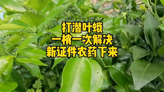 打潜叶蛾特效药,一趟梢只打一次