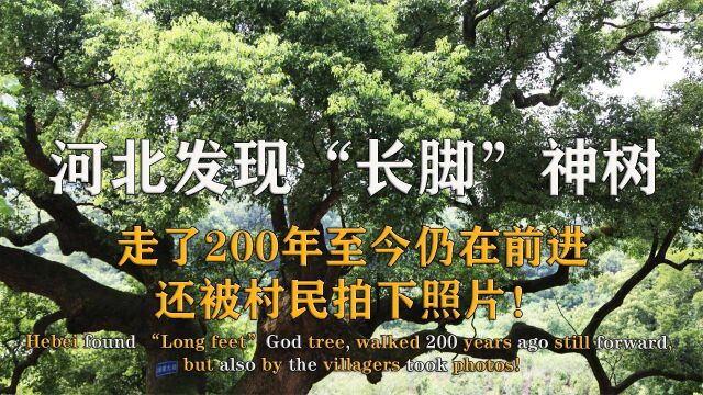 河北发现“长脚”神树,走了200年仍在前进,还被村民拍下照片!