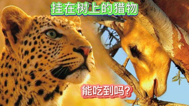 猎豹发现树上挂着一只石羚,这是谁藏的?会是陷阱吗?它能吃到吗