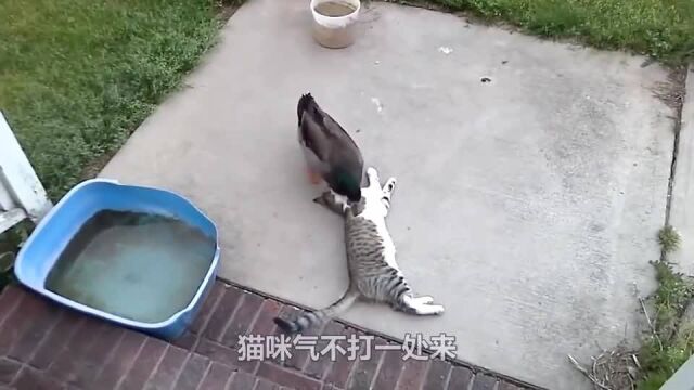 猫咪睡得正香时,却被鸭子一口啄醒,下一秒请憋住不要笑!