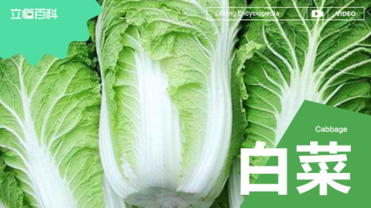 白菜 十字花科蔬菜 搜狗百科