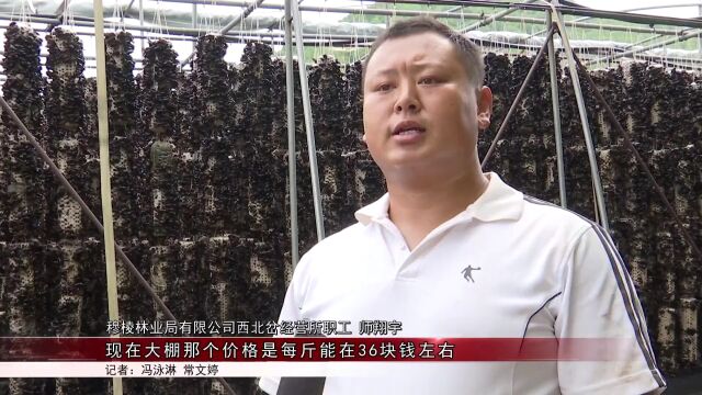 【产业富企】视频 | 穆棱 绥阳:“头茬”春耳开摘了