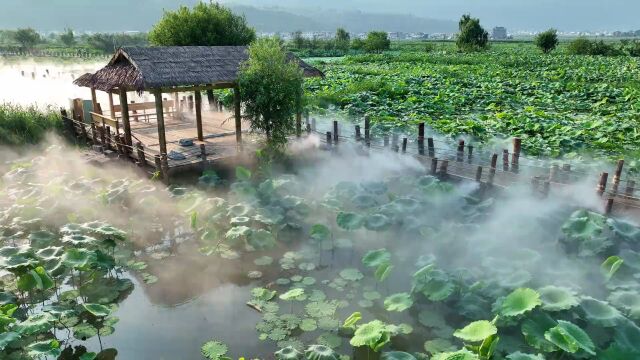 三川“趣荷田”:盛夏雾里赏荷 误入瑶池仙境