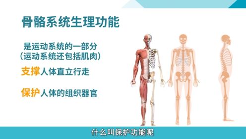 【人体八大系统】⑧ 认识你的骨骼系统