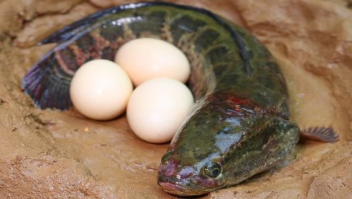 定格动画：保护鸡蛋的鲶鱼，它是不是搞错了