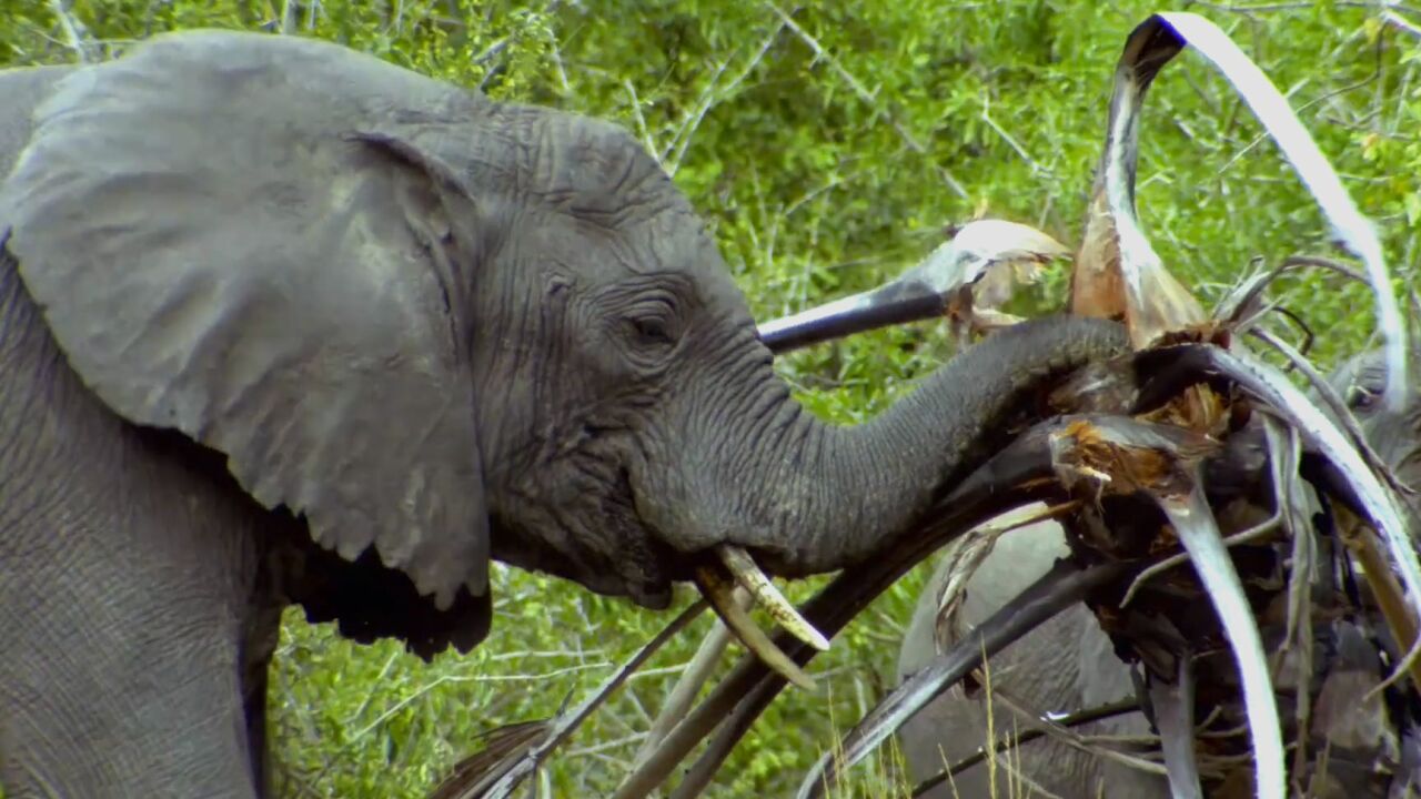 大象每天花三分之二的时间进食,象牙象鼻都是进食的好工具!_腾讯视频