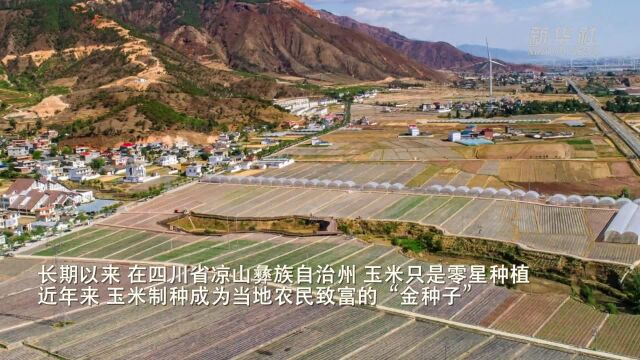 四川大凉山:玉米制种成为致富“金种子”