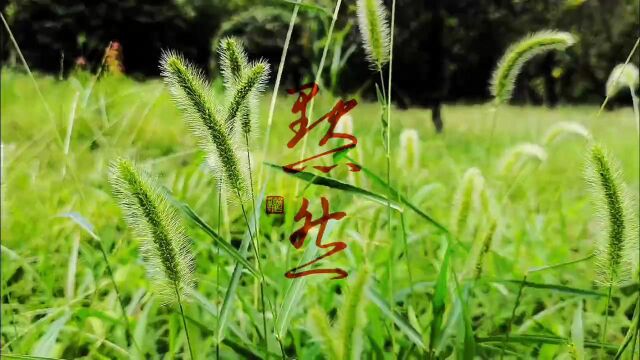 狗尾巴草!花语 坚忍、不被人了解的、艰难的爱,暗恋. 