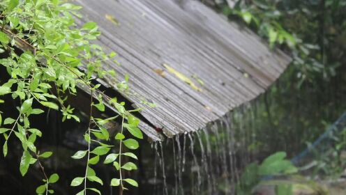 [图]世界公认大自然暴雨声催眠,30分钟户外雨声助眠10小时深睡眠,听雨,大自然