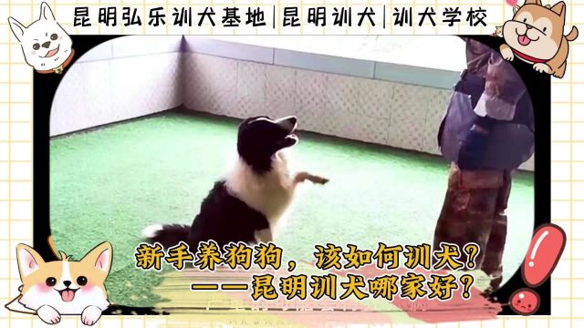 云南|昆明宠物训练、弘乐训犬基地分享,新手养狗狗该如何训犬?