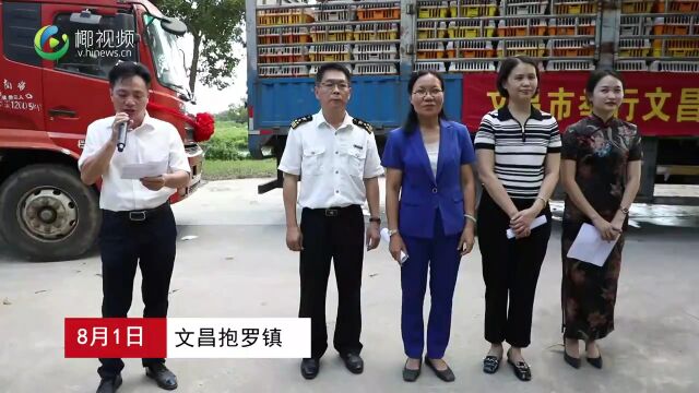 以高标准“起飞”!海南文昌鸡再度供应香港市场