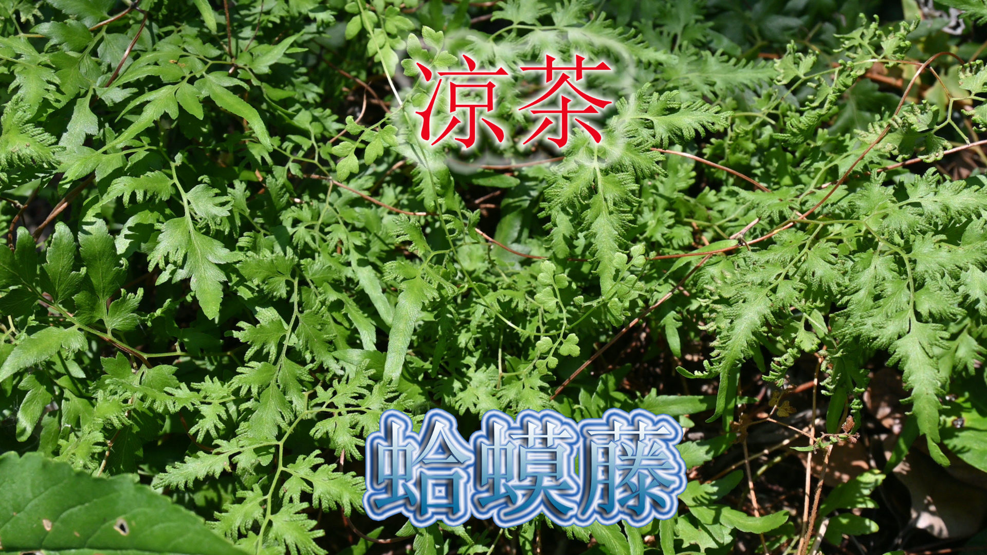 农村三伏天凉茶"蛤蟆藤",植物中药名海金沙,厉害用途知道吗?