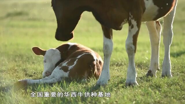 走进赤峰市宁城县瓦南村 感受老百姓的幸福生活