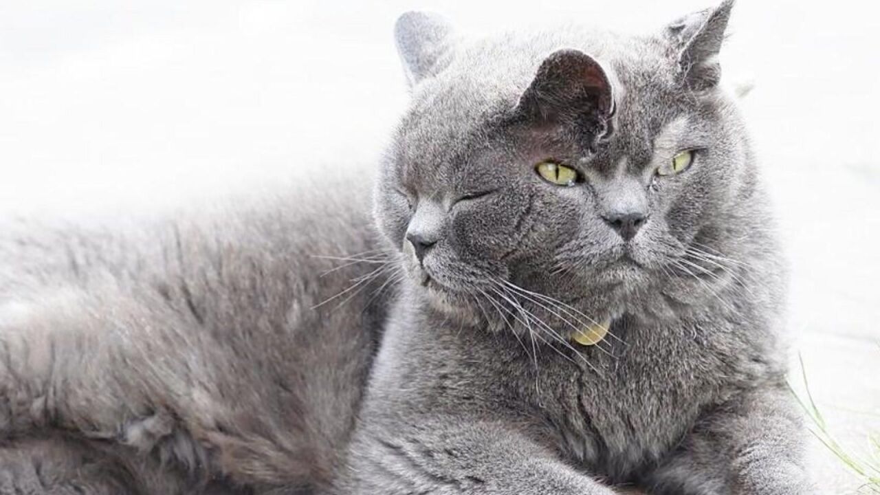 五个奇怪的双头动物,长着两个头的猫咪,还有猫奴喜欢吗?