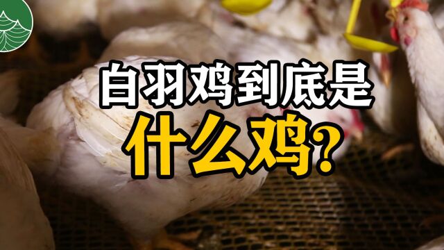 白羽鸡到底是什么鸡?