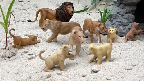 动物世界系列：学习野生动物狮子