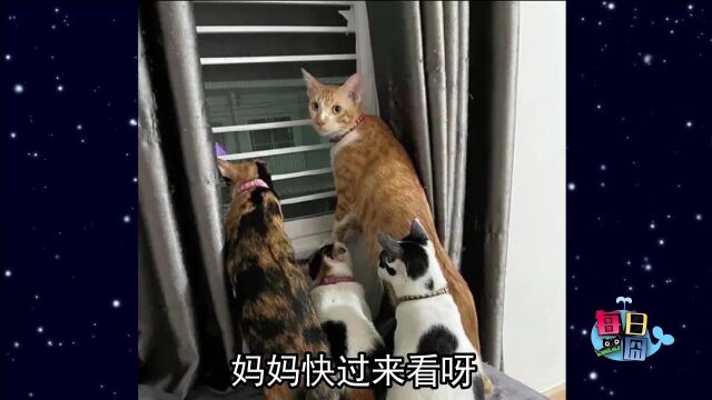 这就是有猫的生活,就是这么惬意