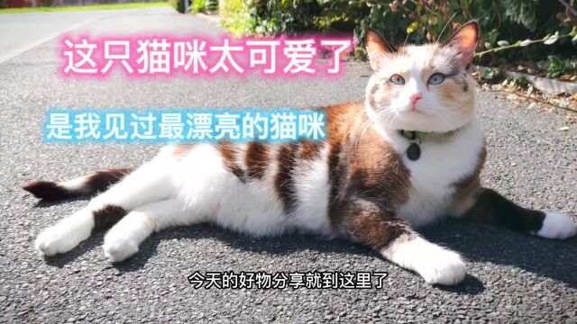 可爱漂亮的花猫,心动吗?