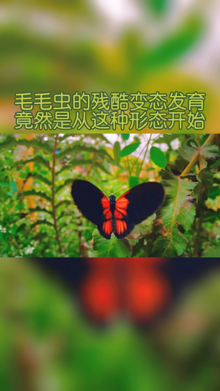 毛毛虫的残酷变态发育 竟然是从这种形态开始_腾讯视频