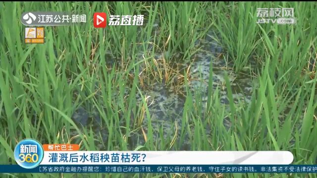 保洁员向河道喷除草剂导致水稻受损 镇政府介入协调保洁公司赔偿