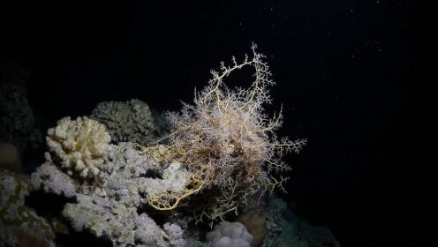 潮和·海底印象1，水下生物摄影让你大开眼界，自拍自剪自配音。