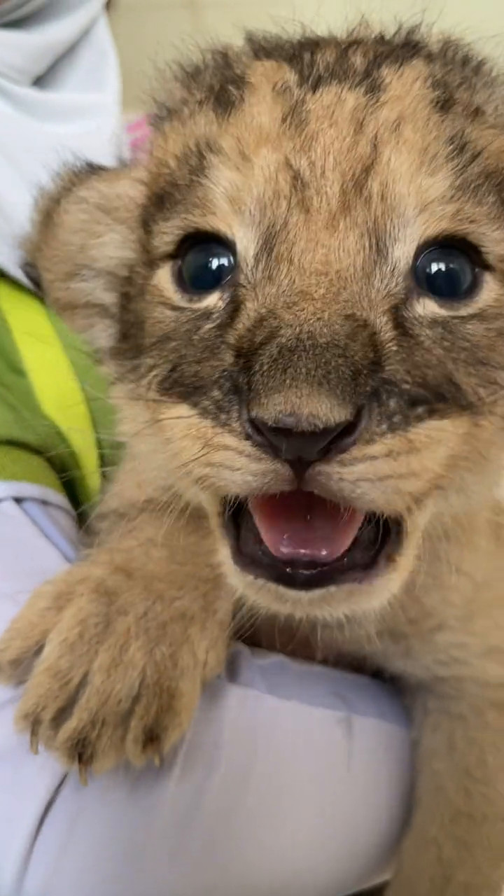 建议音量调到最大!感受刚出生十几天狮宝宝的威力吧!