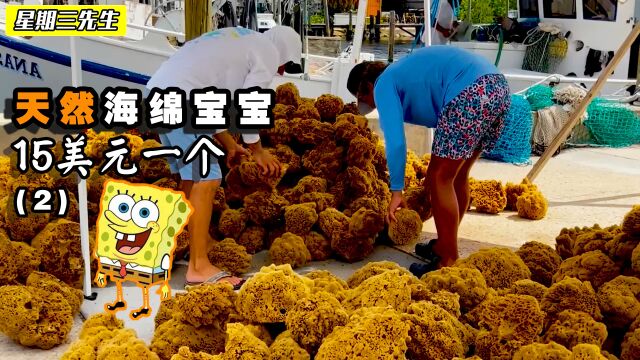 探访海绵加工厂,天然的海绵宝宝,一个的售价高达15美元