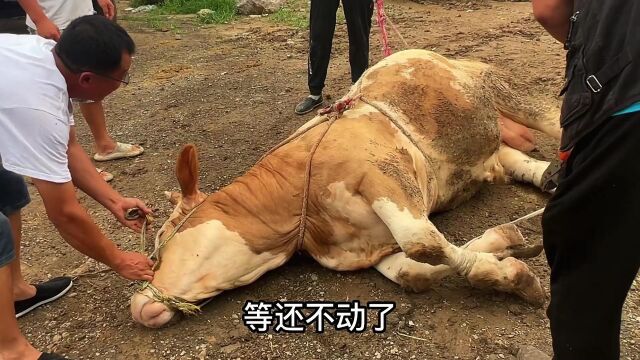 牛穿鼻子好痛苦!1800斤大花牛先修脚在穿鼻子,整个过程好悬啊!