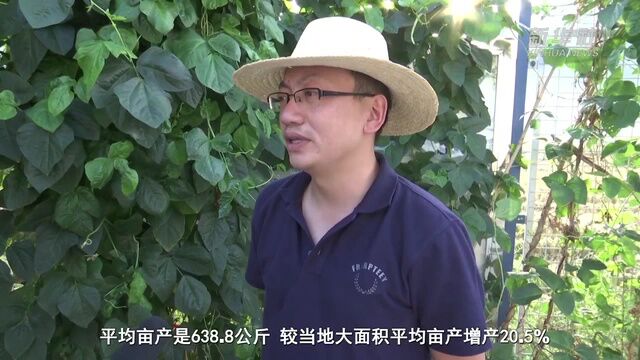 新华全媒+|重庆奉节:大旱之下保稳产 秋收时节迎丰收